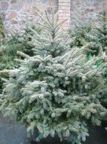 Blue spruce 170-200 cm